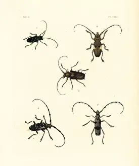 Citrus Prints: Exotic beetles including vulnerable rosalia alpina
