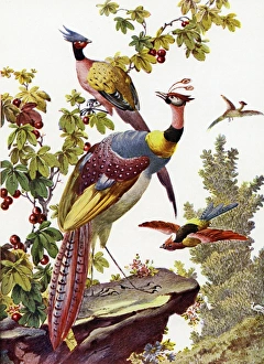 Images Dated 26th January 2016: Exotic birds