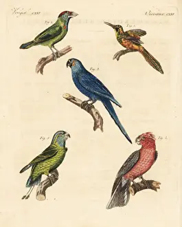 Psittacus Prints: Exotic birds