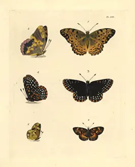 Exotic butterflies