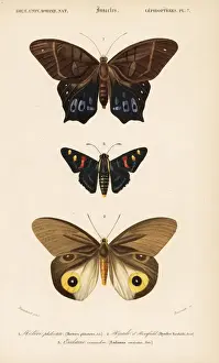 Exotic butterflies