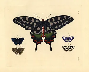 Exotic butterflies including the Madagascar Exotic butterflies including the Madagascar