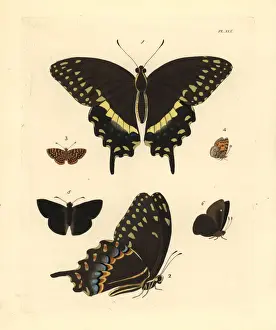 Dorsal Prints: Exotic butterflies including the palamedes swallowtail