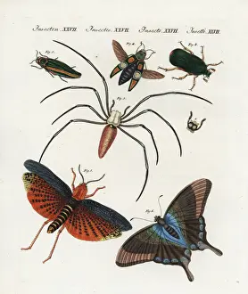 Locust Prints: Exotic Chinese insects