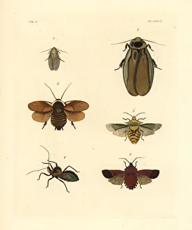 Cockroach Gallery: Exotic cockroaches and stink bugs