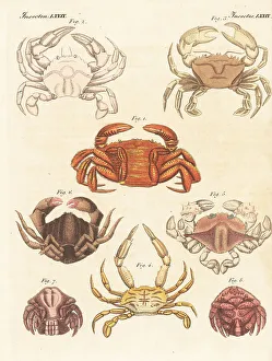 Carl Bertuch Prints: Exotic crab species