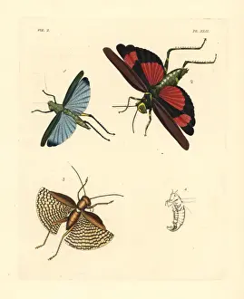 Exotic crickets and grasshoppers