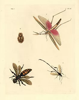 Maculata Gallery: Exotic crickets and wasps