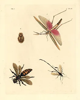 Exotic crickets and wasps Exotic crickets and wasps