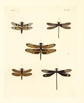 Dragonfly Collection: Exotic dragonflies and damselflies