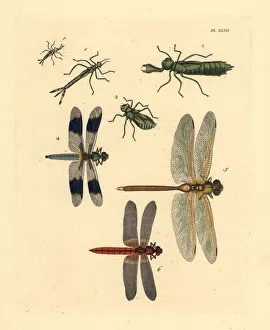 Dragonfly Collection: Exotic dragonflies, darners and skimmers