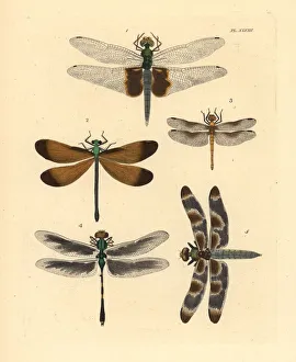 Dragonfly Collection: Exotic dragonflies and skimmers