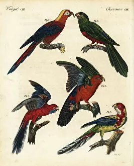 Pennants Collection: Exotic and extinct parrots