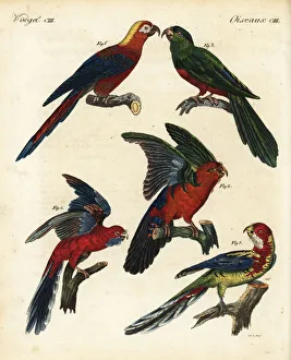 Exotic and extinct parrots Exotic and extinct parrots