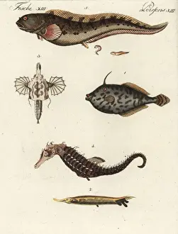 Exotic fish