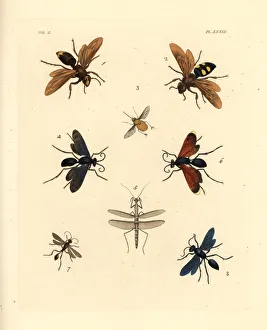 Exotic hornets, wasps and bees Exotic hornets, wasps and bees