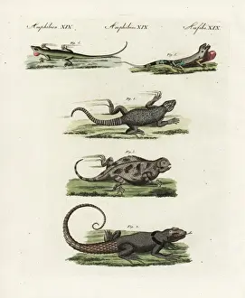 Collared Prints: Exotic lizards and anoles