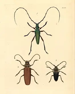 Exotic longhorn beetles