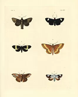 Exotic moths