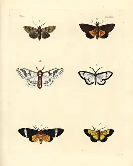 Exotic moths