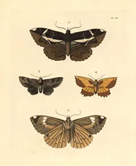 Exotic moths