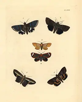 Exotic moths