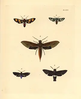 Exotic moths