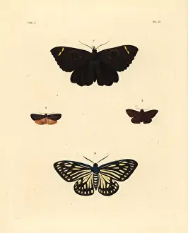 Exotic moths