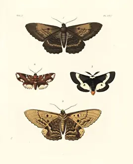 Exotic moths