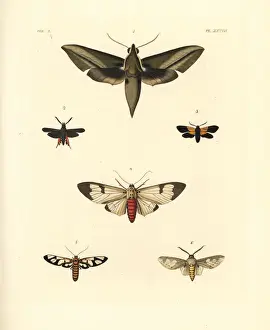 Exotic moths