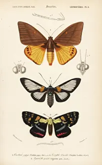 Exotic moths