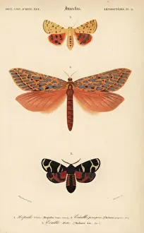 Exotic moths