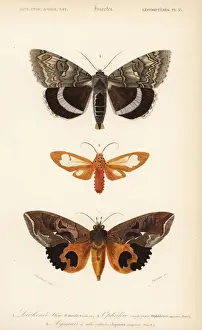 Exotic moths
