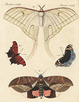 Carl Bertuch Prints: Exotic moths and butterflies