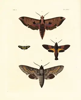 Exotic moths including the achemon sphinx