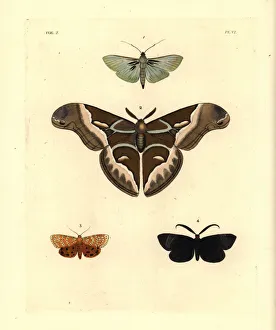 Exotic moths including the ailanthus silkmoth Exotic moths including the ailanthus silkmoth
