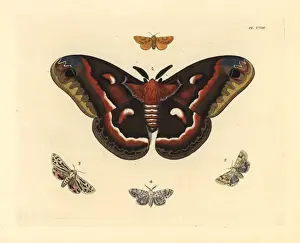 Drury Prints: Exotic moths including cecropia