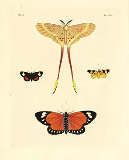Saturnia Collection: Exotic moths including Eustera brachyura