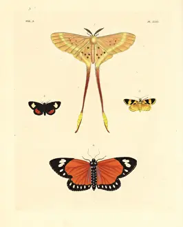 Grapevine Prints: Exotic moths including Eustera brachyura