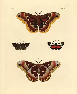 Saturnia Collection: Exotic moths including the female promethea silkworm