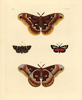 Exotic moths including the female promethea silkworm Exotic moths including the female promethea silkworm