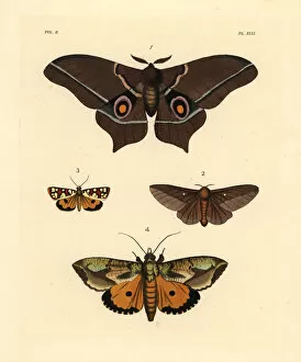 Saturnia Collection: Exotic moths including Imbrasia epimethea