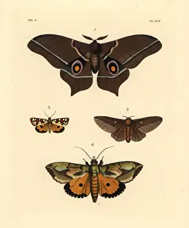 Exotic moths including Imbrasia epimethea