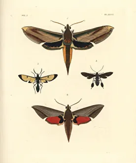 Alecto Gallery: Exotic moths including yam and Levant hawkmoths