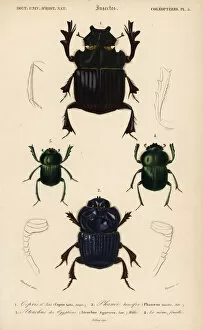 Scarab Gallery: Exotic scarab beetles