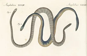 Caerulea Prints: Exotic snakes of India