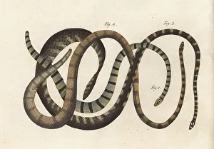 Snakes Prints: Exotic snakes of India