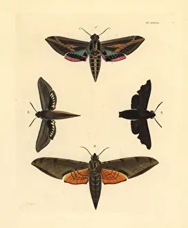Streaked Prints: Exotic sphinx moths