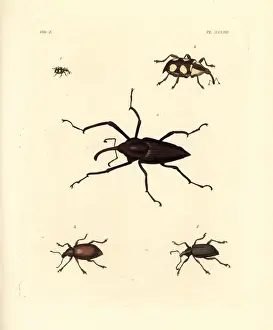 Exotic Prints: Exotic weevils