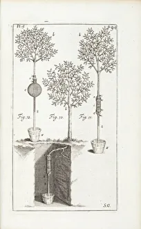 Vegetable Gallery: Experiment on an apple tree